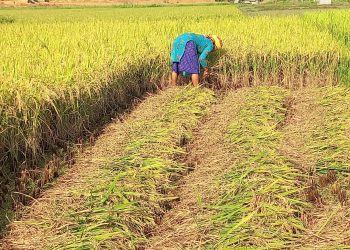 चैते धान त फल्यो, बजारको पो चिन्ता