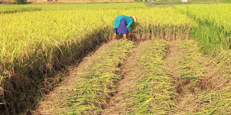 चैते धान त फल्यो, बजारको पो चिन्ता