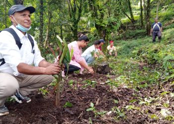 गाउँ फर्काउने खेतीः अलैची