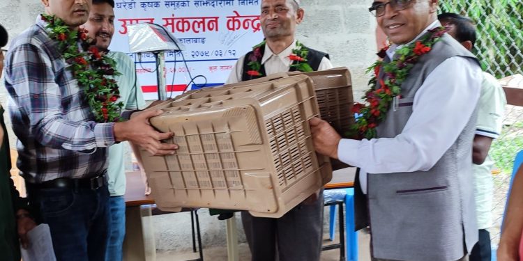 पूम्दीमा कृषि संकलन केन्द्र सूरु