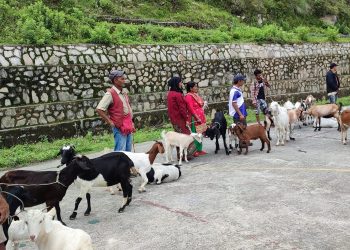 मौजामा बाख्रा मेला