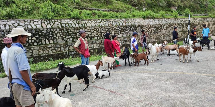 मौजामा बाख्रा मेला