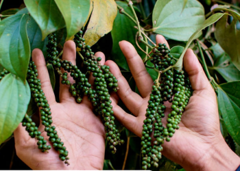 गण्डकी प्रदेशमा मरीच खेतिको सम्भावना