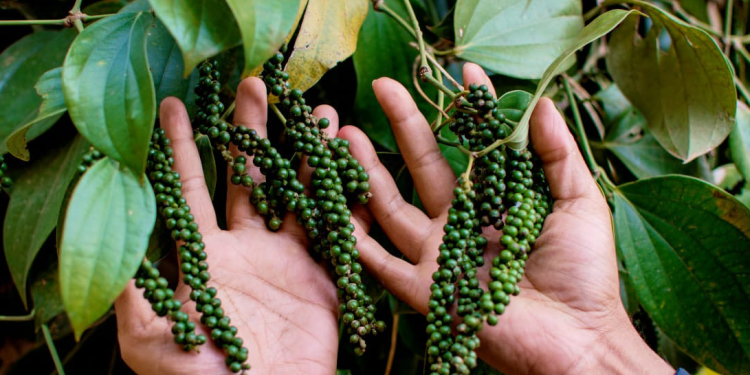 गण्डकी प्रदेशमा मरीच खेतिको सम्भावना