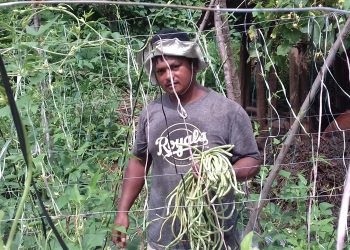 परदेशबाट फर्किएर व्यवसायिक तरकारी खेतिमा रमाएका विन्दु