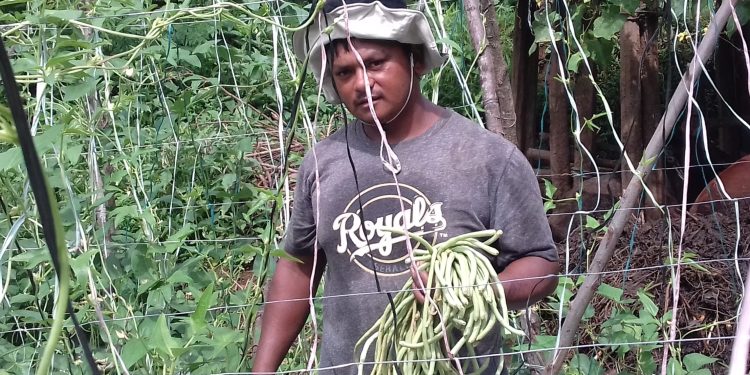 परदेशबाट फर्किएर व्यवसायिक तरकारी खेतिमा रमाएका विन्दु