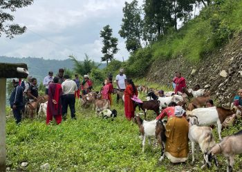 पोखरा महनगरद्धारा बाख्रापालक कृषकलाई प्रोत्साहन