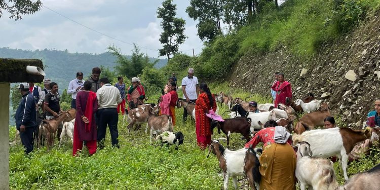 पोखरा महनगरद्धारा बाख्रापालक कृषकलाई प्रोत्साहन