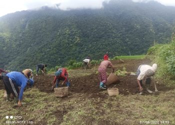 लमजुङमा बर्षे आलु उत्पादनमा किसान उत्साहित