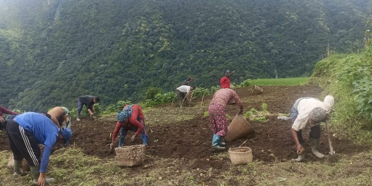 लमजुङमा बर्षे आलु उत्पादनमा किसान उत्साहित