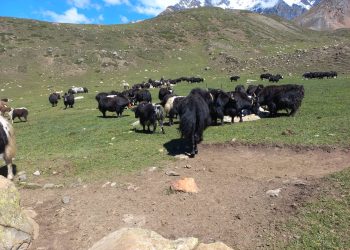 मनाङ्गका चौरीहरुमा अज्ञात रोग