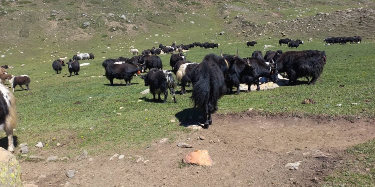 मनाङ्गका चौरीहरुमा अज्ञात रोग