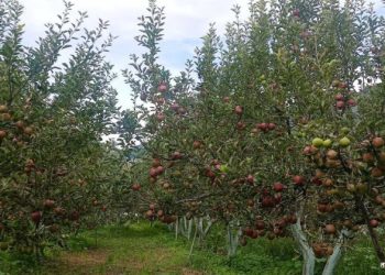 मुस्ताङ्गको स्याउ भाद्र चौथो सातादेखि बजार आउने