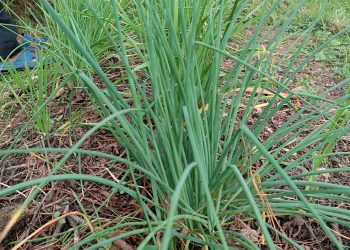 हिमाली जिम्बु खेतिको पहाडमा बसाइ-सराइ