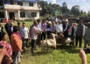 दशैको मौकामा पोखरा २८ माझठानामा खसी बोका बिक्री मेला