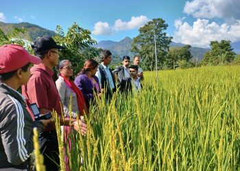 धानको वीउ फलाउँदै फलेवासका किसान