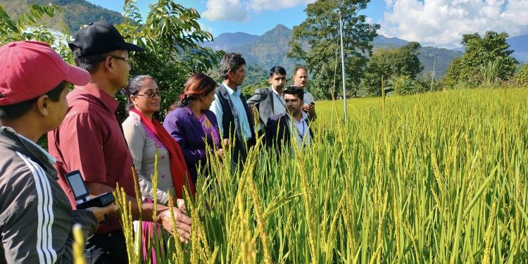 धानको वीउ फलाउँदै फलेवासका किसान