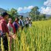 धानको वीउ फलाउँदै फलेवासका किसान
