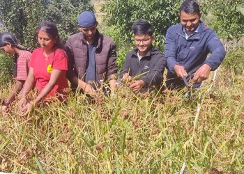 कोदो बालीमा  गवारो प्रकोप : कपनी नलाग्दा किसान चिन्तित