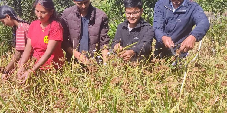 कोदो बालीमा  गवारो प्रकोप : कपनी नलाग्दा किसान चिन्तित