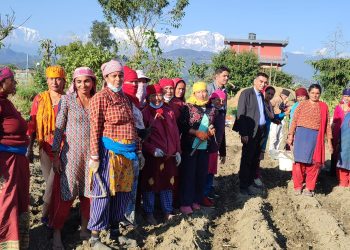 उन्नत जातका बीउ आलु उत्पादनको अनुगमन