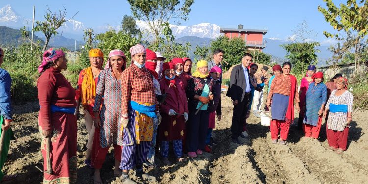 उन्नत जातका बीउ आलु उत्पादनको अनुगमन