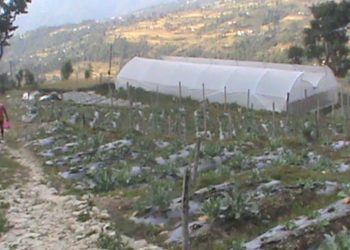 भेडाबारीमा करोडको लगानीमा तरकारी खेती : ग्रामीण रोजगार विस्तारमा पनि सहयोगी