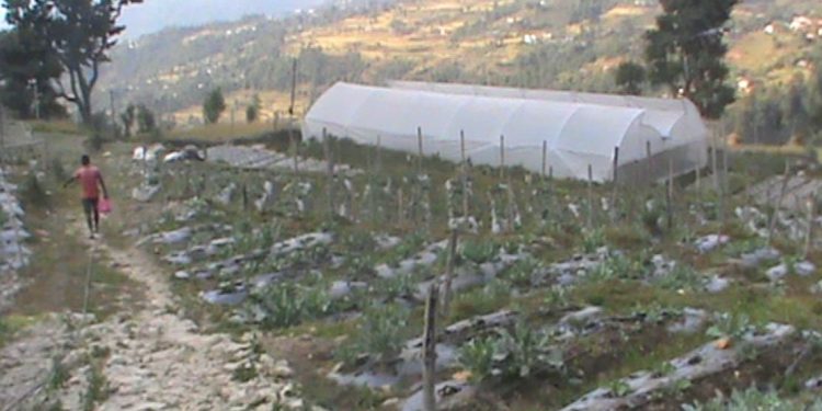 भेडाबारीमा करोडको लगानीमा तरकारी खेती : ग्रामीण रोजगार विस्तारमा पनि सहयोगी