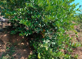 कागती बेर्नामा जातिय शुद्धताको प्रश्न :  ‘सुन कागती’ भनेर रोपेको ‘विमिरो’ पो फल्यो