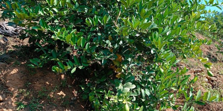 कागती बेर्नामा जातिय शुद्धताको प्रश्न :  ‘सुन कागती’ भनेर रोपेको ‘विमिरो’ पो फल्यो