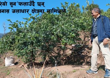 ‘हरियो सुन’ फलाउँदै छन्  बेगनास जलाधारमा लामिछाने