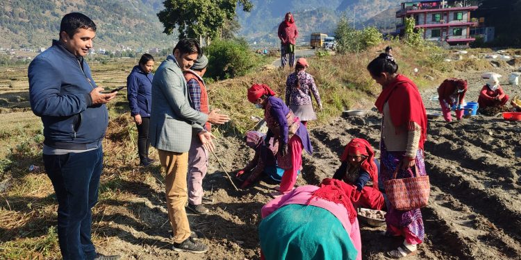 आलुबीउ उत्पादनमा महिला कृषकसमूह पनि सक्रिय