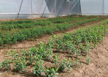 नर्सरी व्यवस्थापन निर्देशिका तयारी