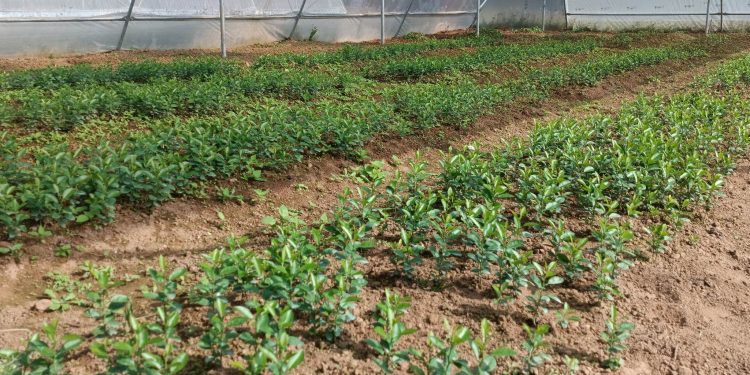 नर्सरी व्यवस्थापन निर्देशिका तयारी