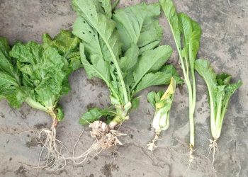 काउली जातमा देखिएको ‘गाँठे रोग’ सागमा पनि