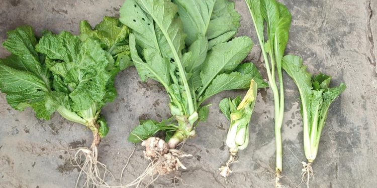 काउली जातमा देखिएको ‘गाँठे रोग’ सागमा पनि