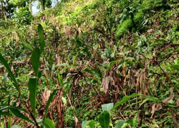 फल्ने समयमा अलैँचीका बोट मर्नथाले