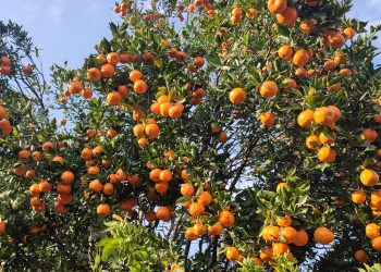 सुन्तलाबाट अरव बढी आम्दानी भित्रिदै