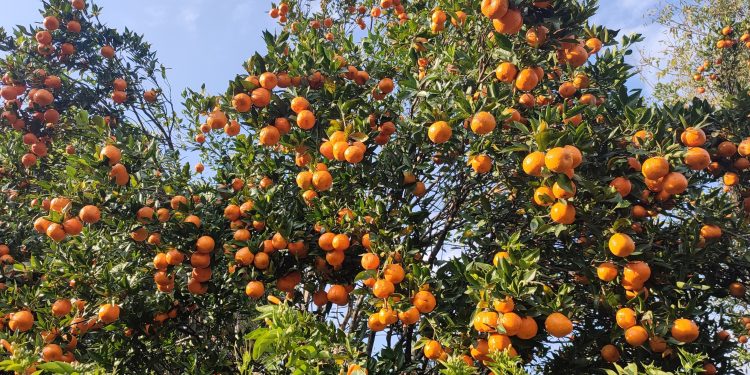 सुन्तलाबाट अरव बढी आम्दानी भित्रिदै