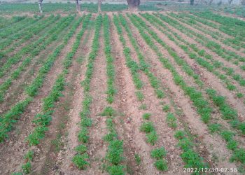 तीनसय रोपनीमा सामुहिक आलुखेती