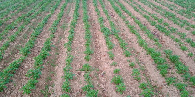 तीनसय रोपनीमा सामुहिक आलुखेती