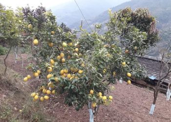 बाग्लुङ्गमा स्थानिय जातको कागती खेति लोकप्रीय