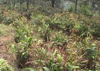 मशलाबाली अलैची खेति विस्तारमा किसानहरु उत्साहित