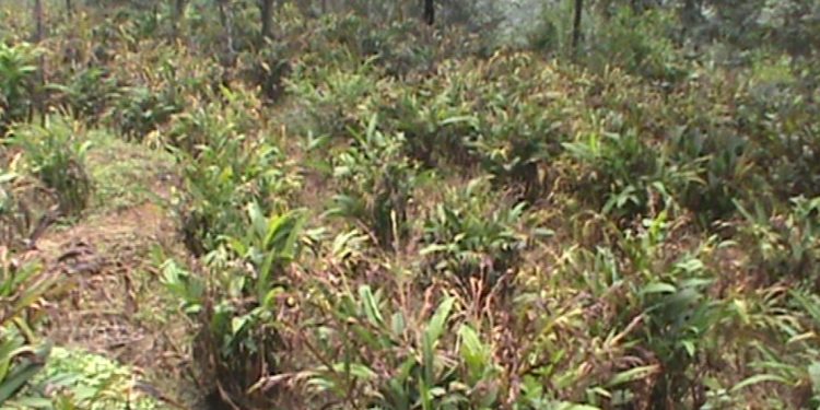 मशलाबाली अलैची खेति विस्तारमा किसानहरु उत्साहित