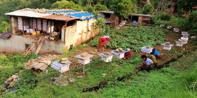 हचुवामा भूमि वर्गीकरण : ऐनको कमजोरीले साना किसान मर्कामा