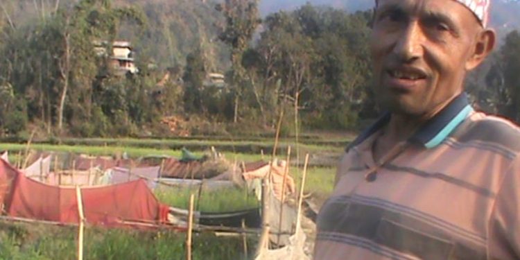 आलु खेती जोगाउने रैथाने जुक्ति : तन्ना र सारीले बारेर बाली जोगाउँदै