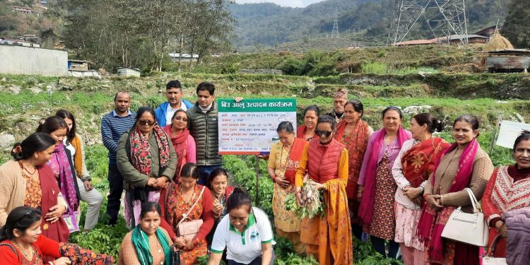 बीउ आलु उत्पादन क्षेत्रको अनुगमन 