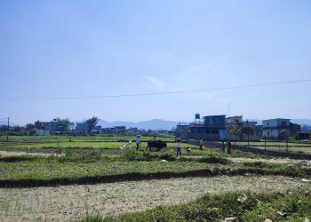 चैतमास धान रोपाइ चटारो