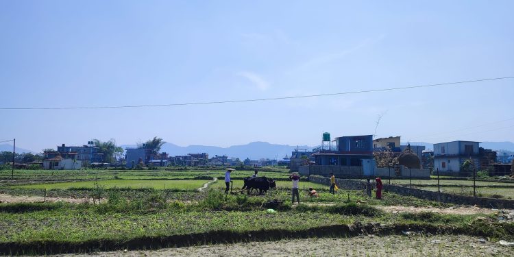 चैतमास धान रोपाइ चटारो