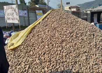 पोखराको हेमजामा  आलु मेलाको रौनक सूरु